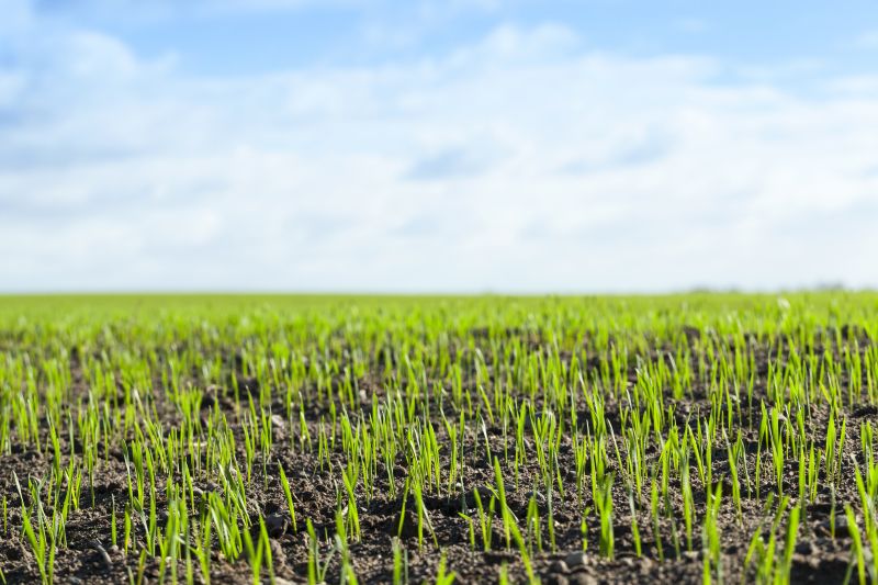 Spring Turf Installation